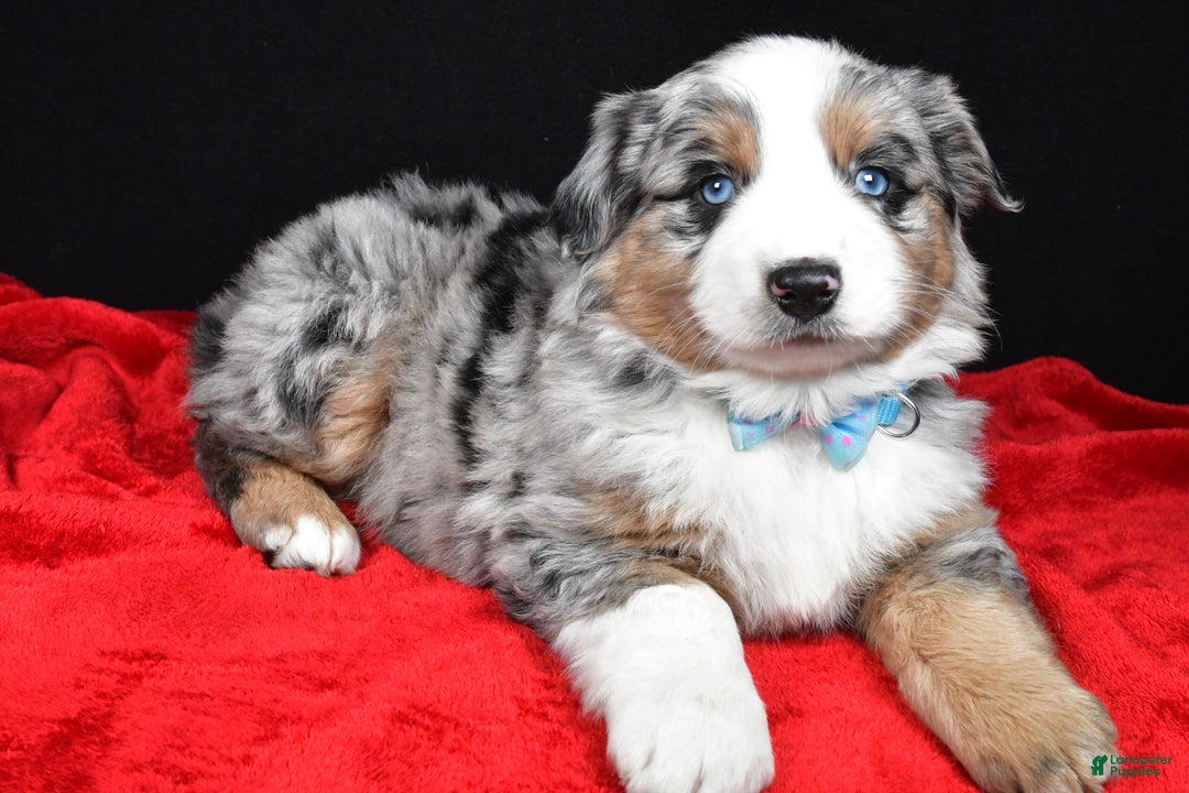 Miniature Australian Shepherd dogs for sale: Rexton - Ad 8