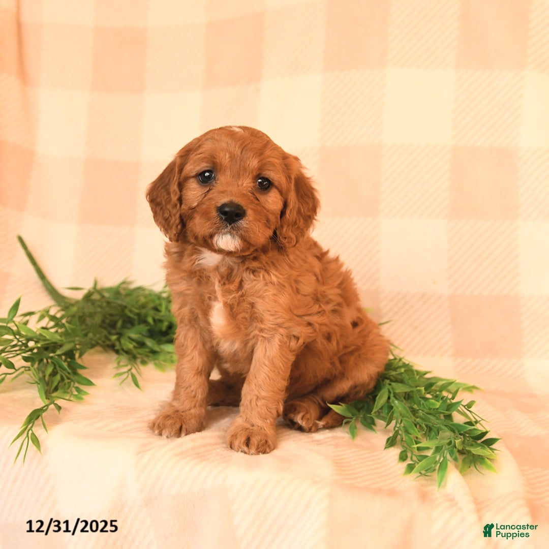 Cavapoo dogs for sale: Cristy  - Ad 4