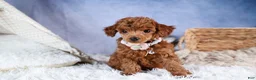 Toy Poodle dogs for sale: Tansy  - Ad 9