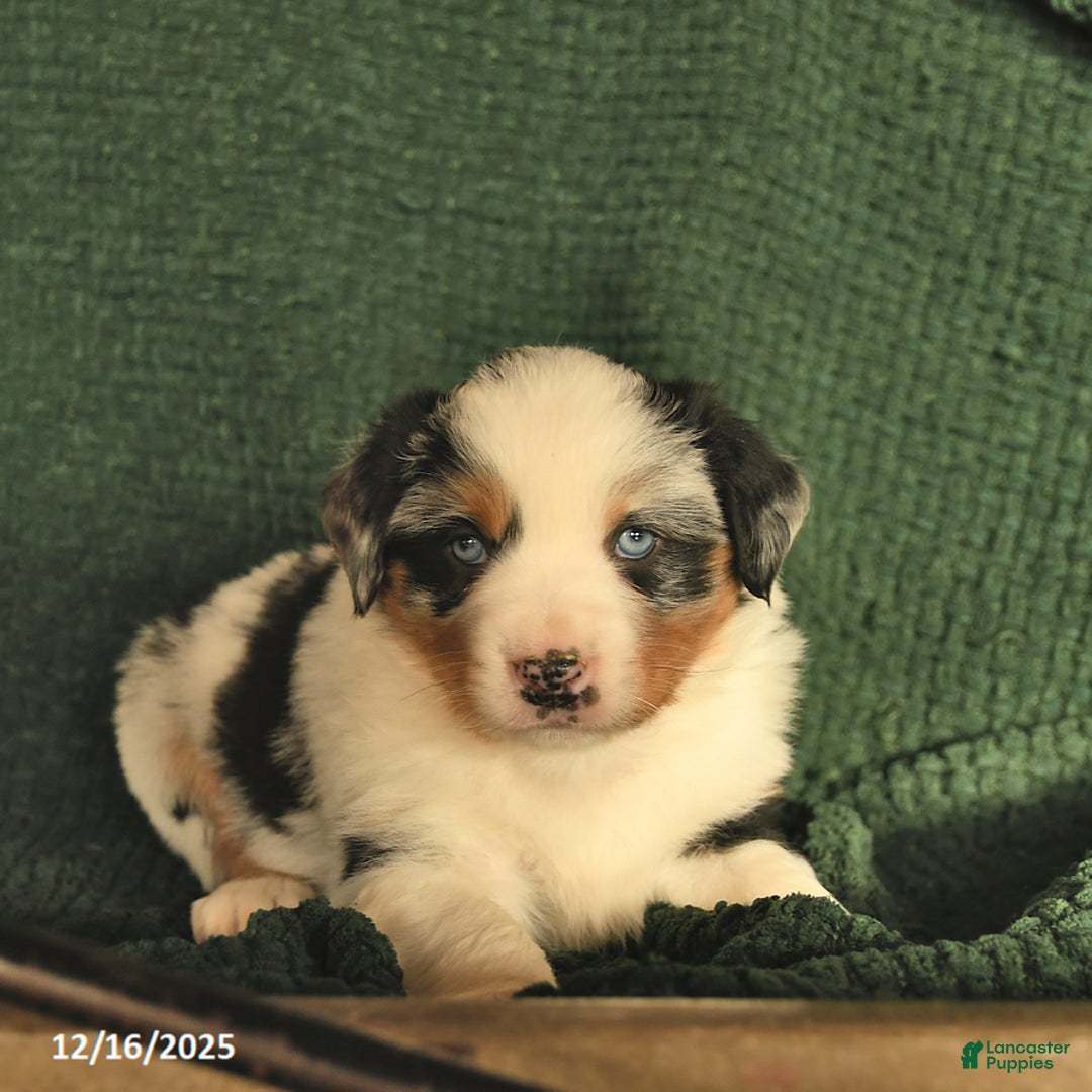 Australian Shepherd dogs for sale: Crawford  - Ad 5