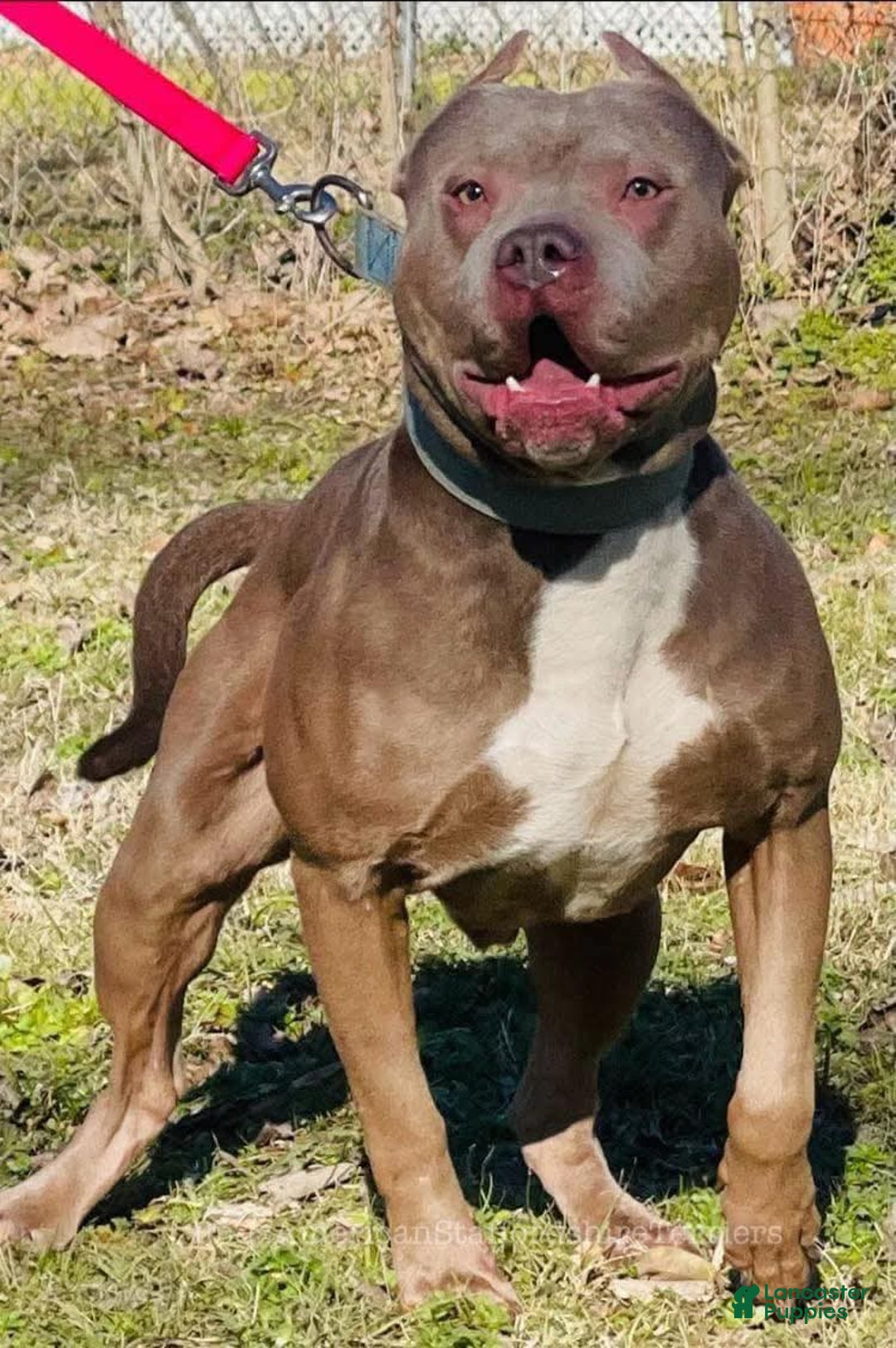 American Bully dogs for sale: American Bully female - Ad 4