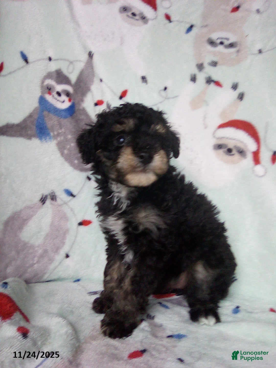 Toy Poodle dogs for sale: Rosetta - Ad 6