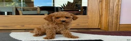 Cockapoo dogs for sale: Terrance - Ad 8