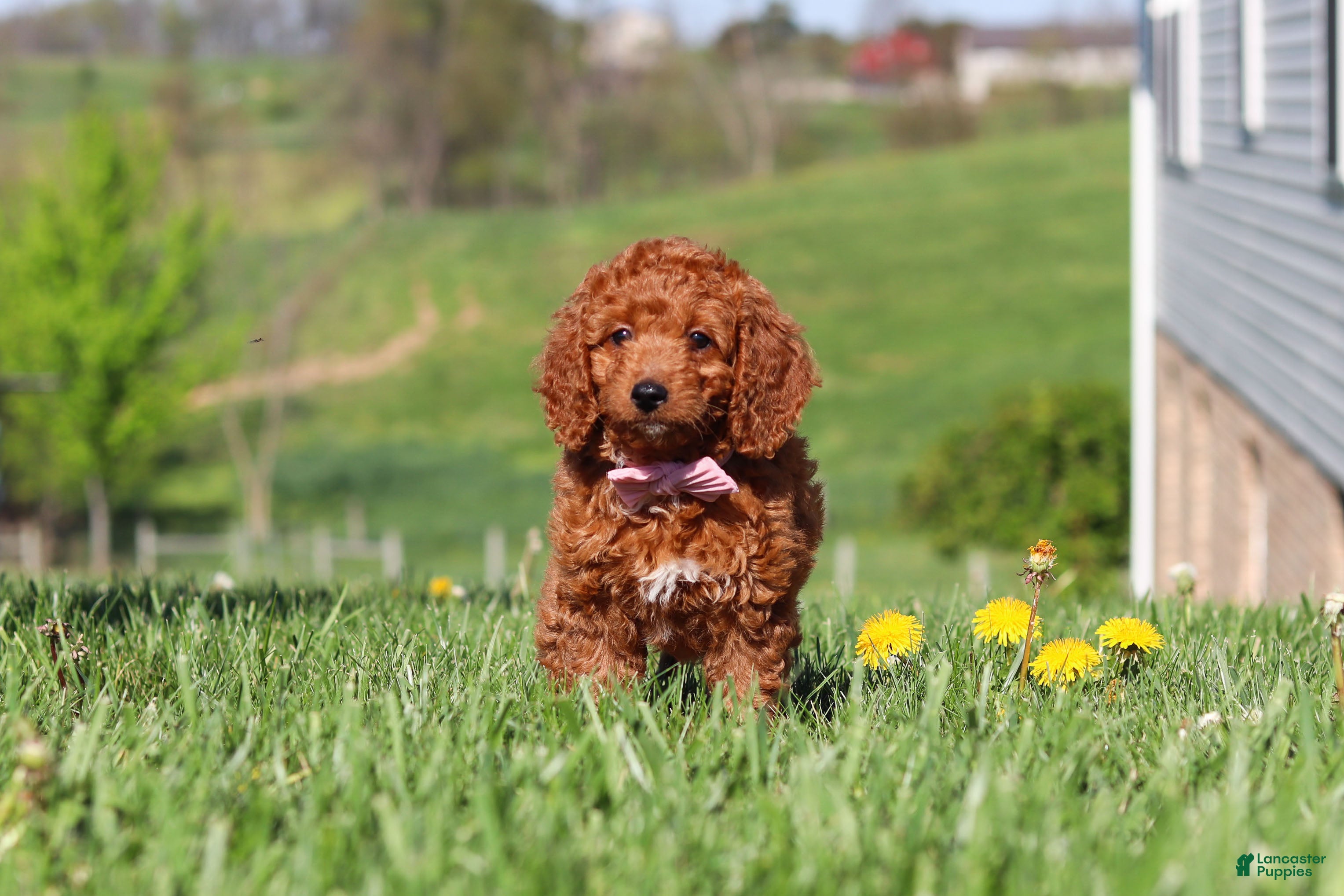 Miniature Labradoodle dogs Tonya - Ad 2