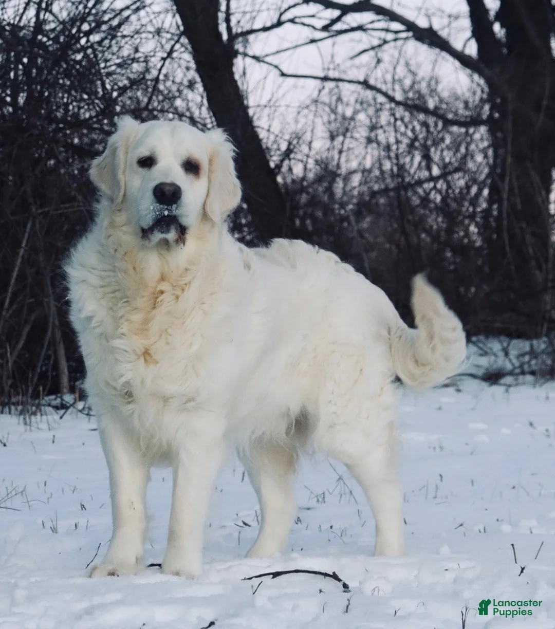 Golden Retriever dogs for sale: Oscar - Ad 5