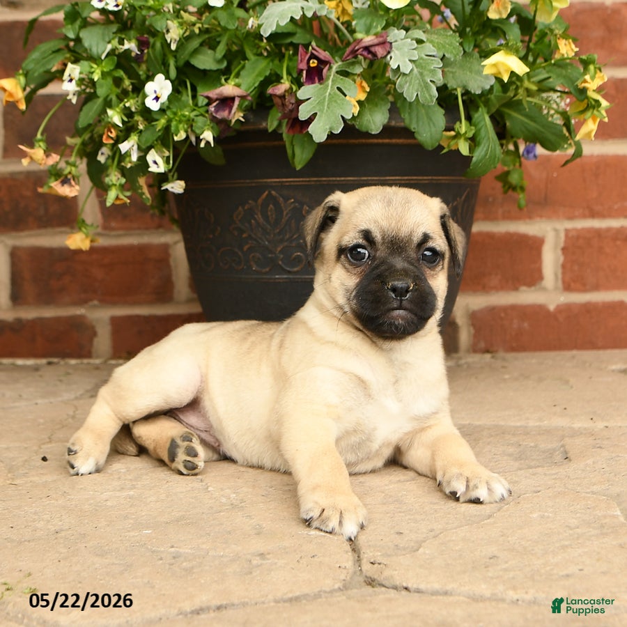 Jug dogs Blossom - Ad 1