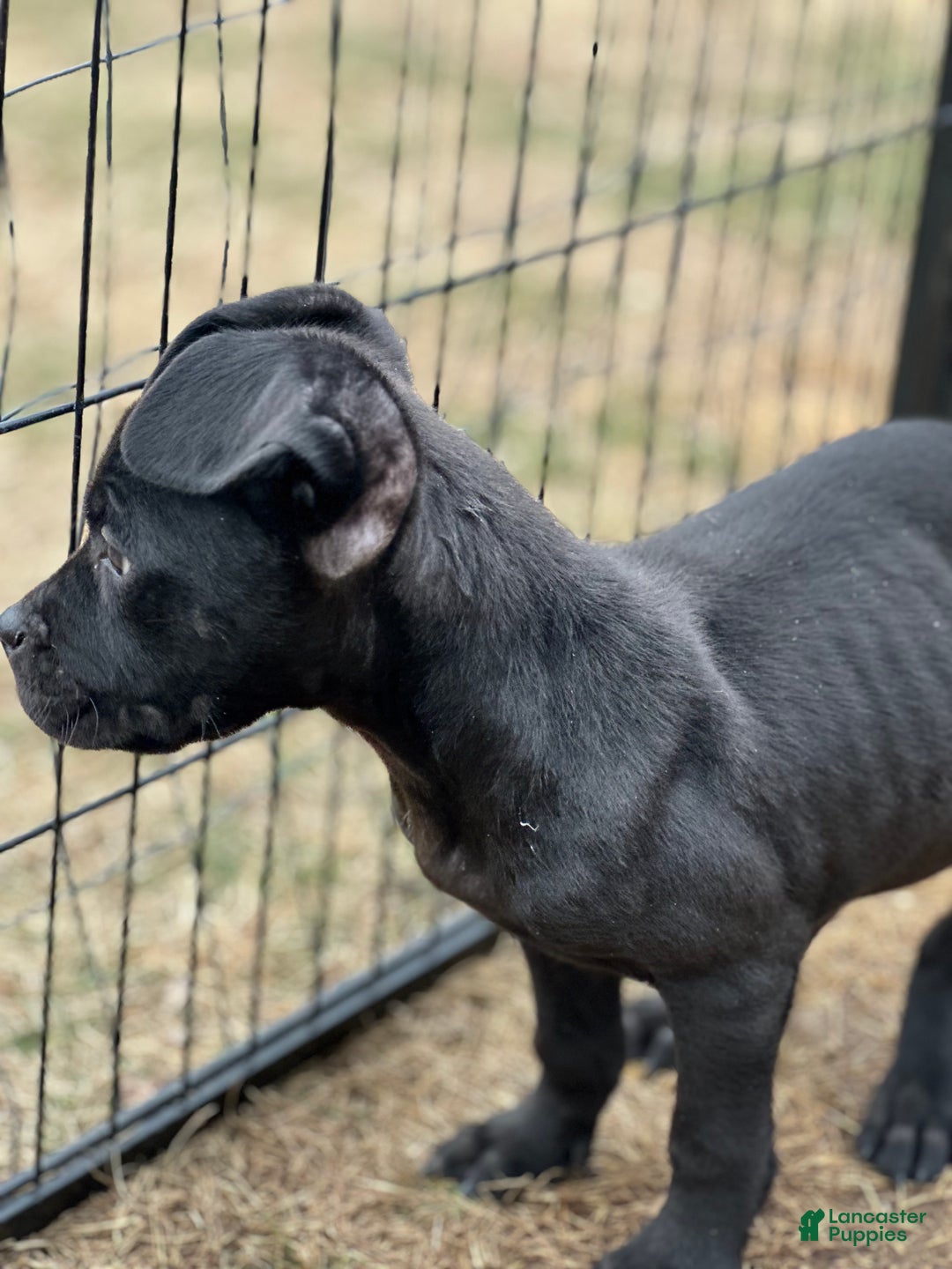 Cane Corso dogs for sale: Amir - Ad 4