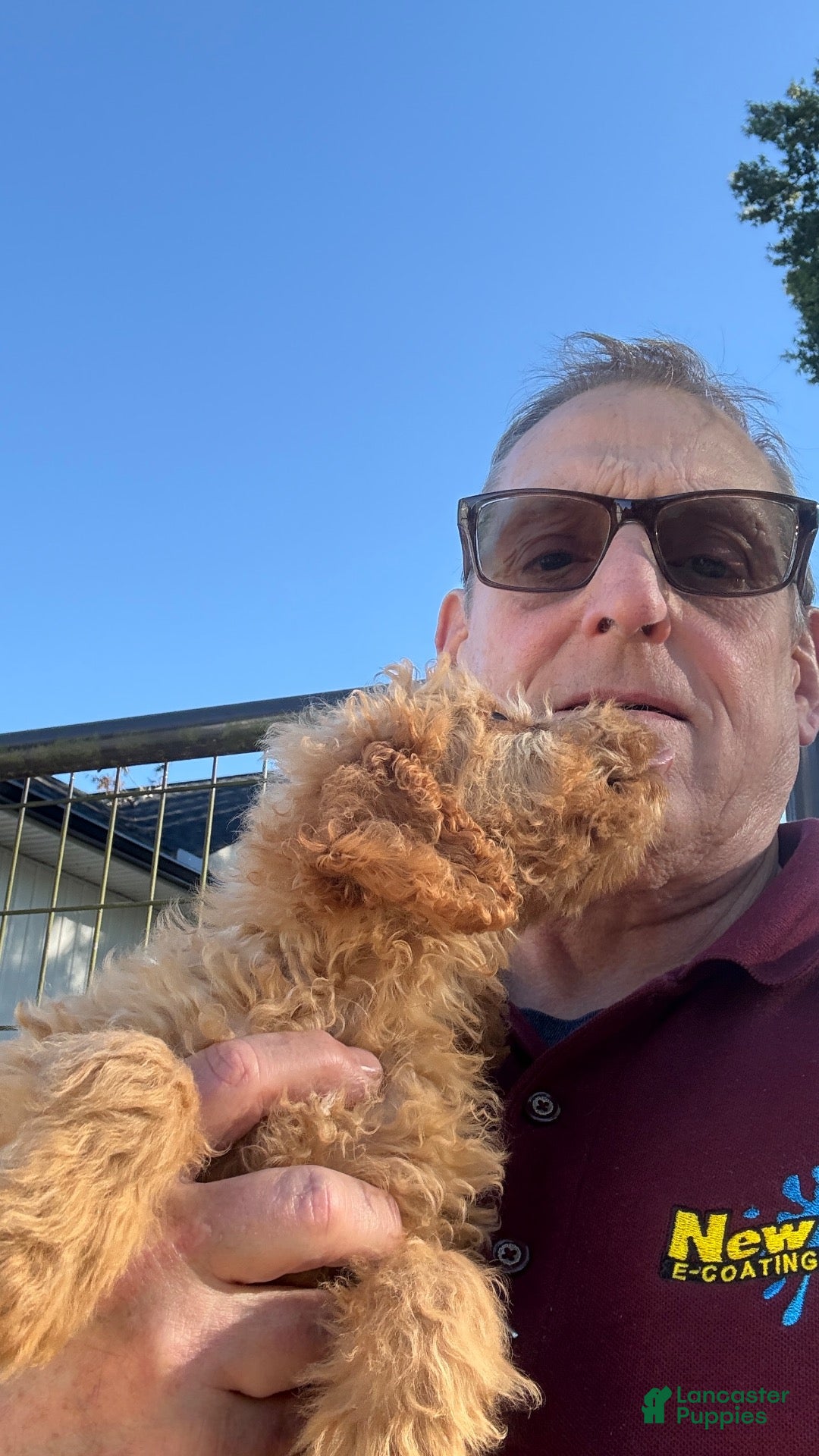 Mini Goldendoodle dogs Boy 2 - Ad 1