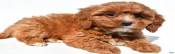 Cavapoo dogs for sale: Jessie - Ad 4