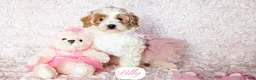 Cavapoo dogs for sale: Lilly - Ad 9