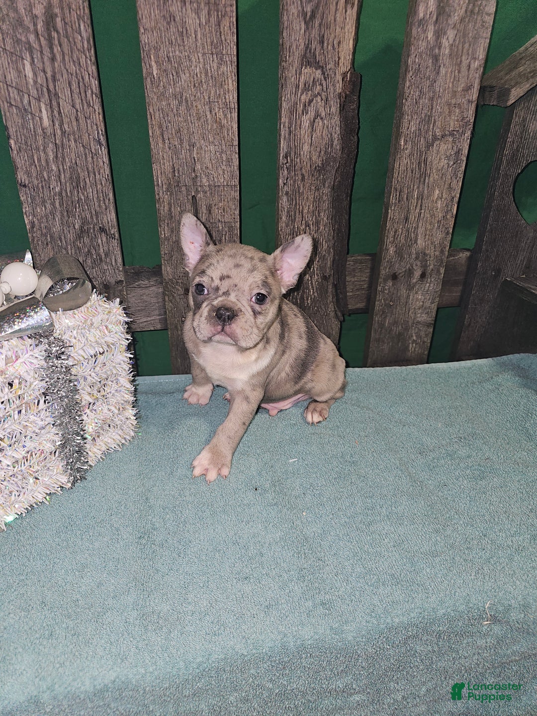 Frenchton dogs for sale: Cooper  - Ad 2