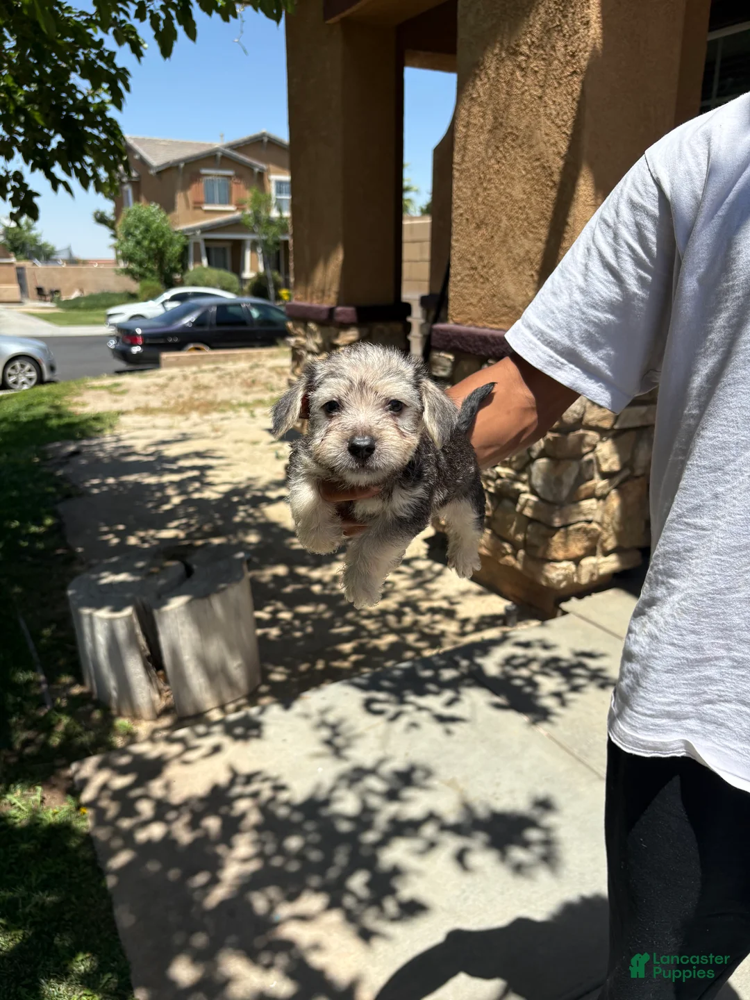 Schnoodle dogs for sale: Schnoodle 7 - Ad 1