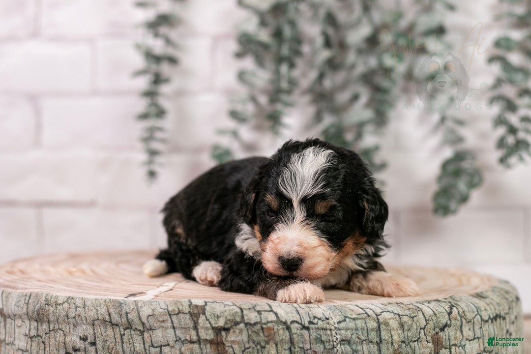 Bernedoodle dogs for sale: HalfPipe - Ad 15