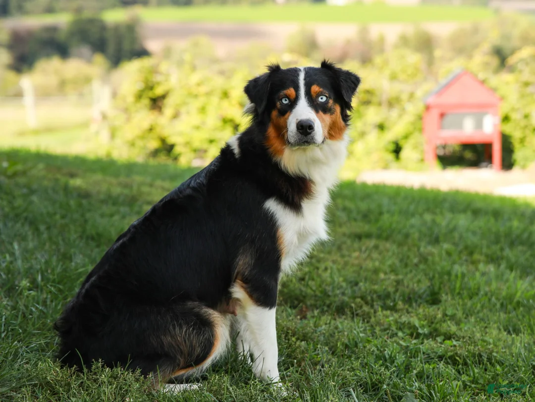 Australian Shepherd dogs for sale: Mikey - Ad 4