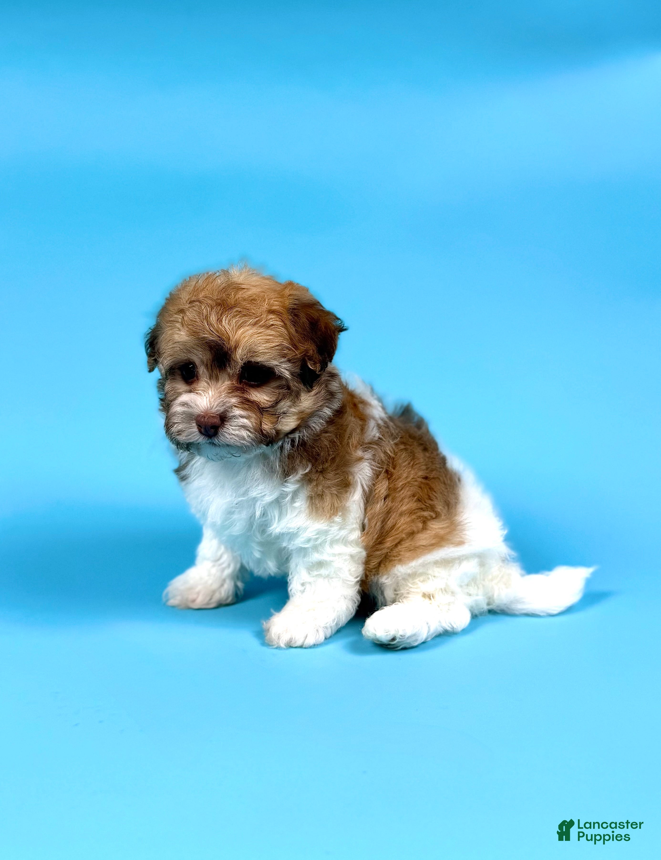 Havanese dogs YURI - Ad 2