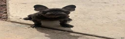 French Bulldog dogs for sale: French Bulldog 1 - Ad 5