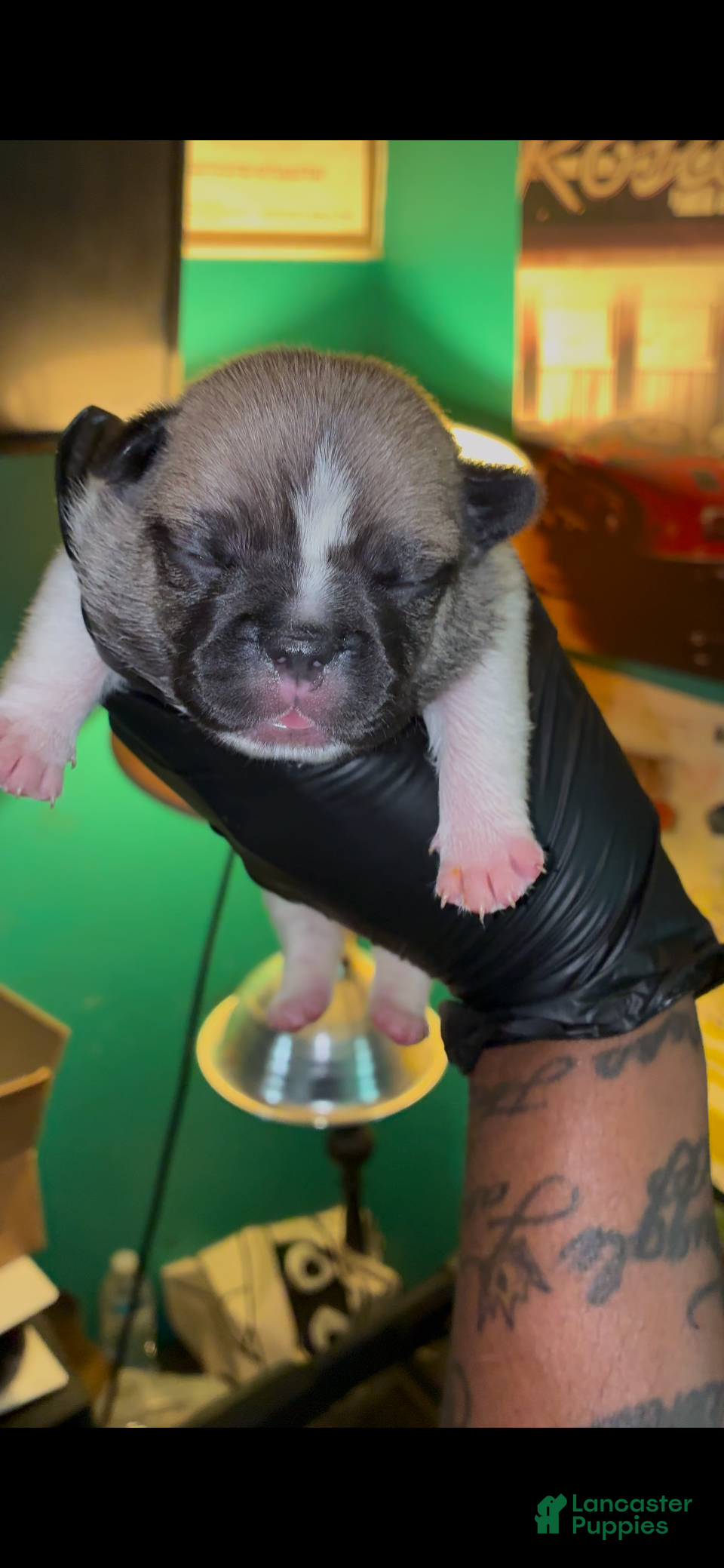 French Bulldog dogs French Bulldog 1 - Ad 11