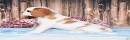 Cavalier King Charles Spaniel dogs for sale: Daffi  - Ad 4