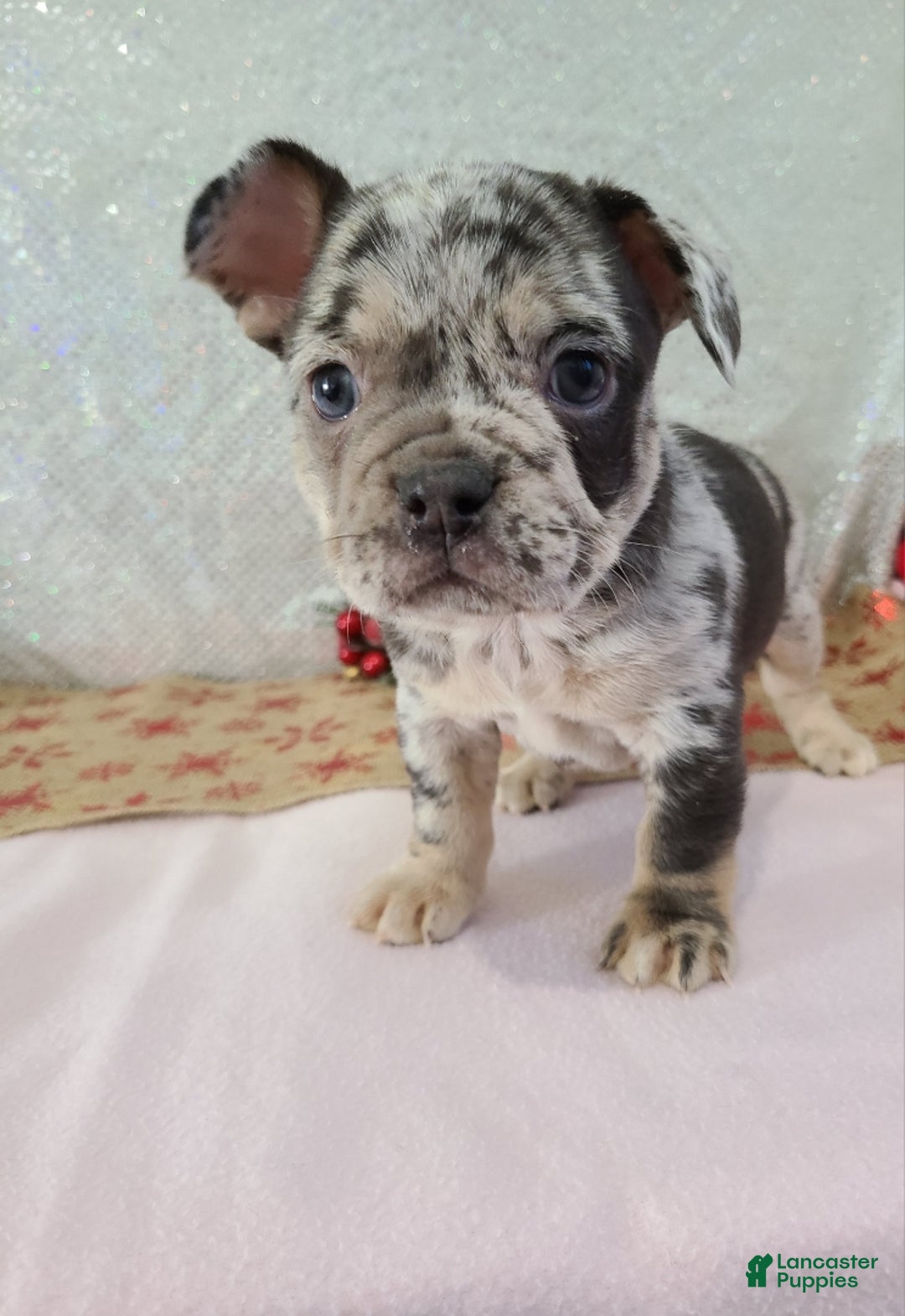 French Bulldog dogs for sale: Spotty - Ad 3
