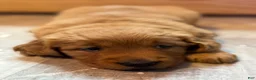 Golden Retriever dogs for sale: Girl 2 - Ad 3
