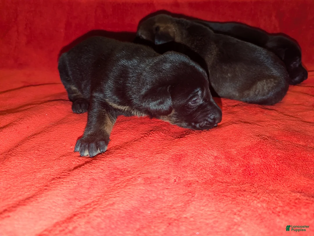 Mixed Breed dogs for sale: Mixed Breed Puppy 6 - Ad 1