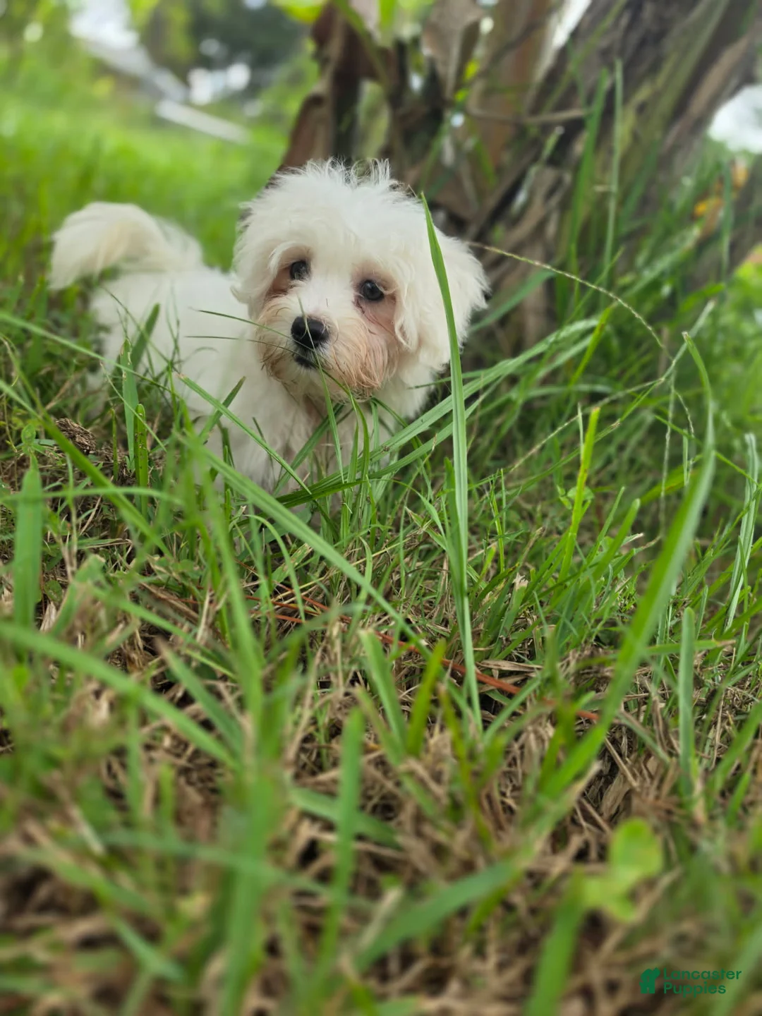 Morkie dogs for sale: Boy 1 - Ad 2