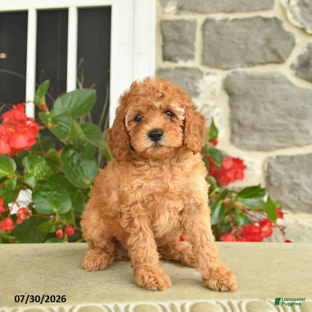 Miniature Poodle dogs for sale: Heather  - Ad 3