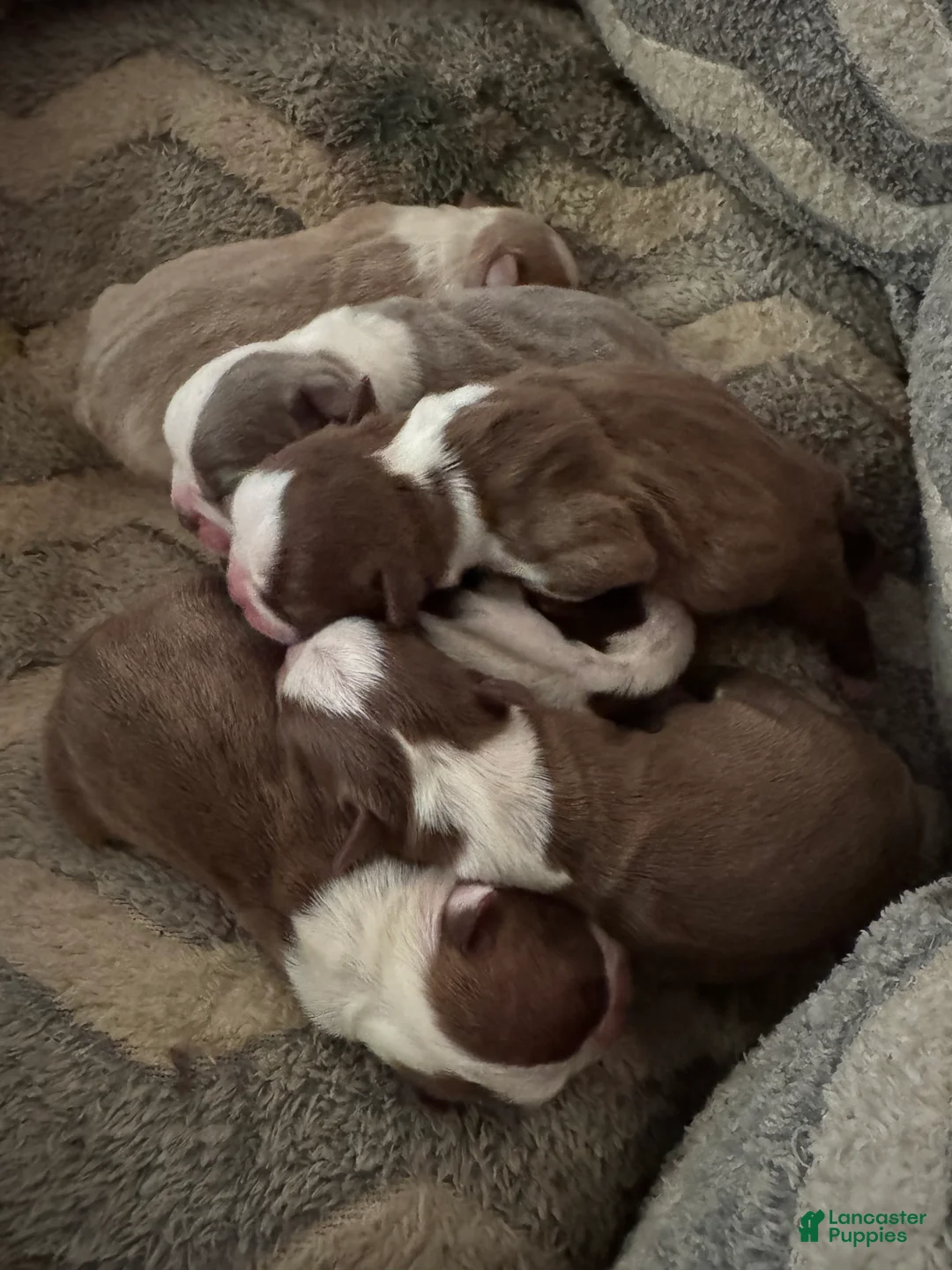 Boston Terrier dogs for sale: Simon - Ad 2