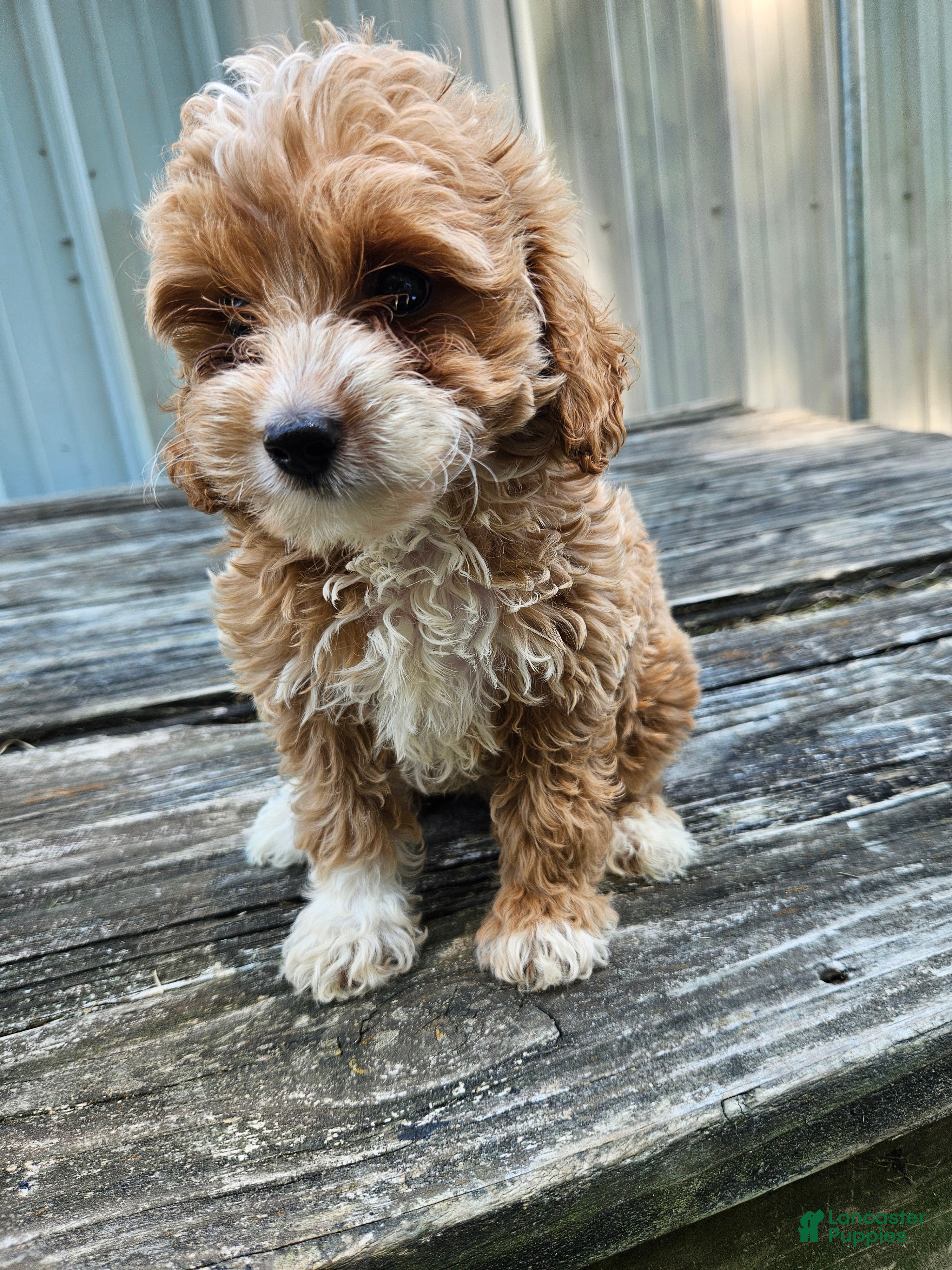 Mini Goldendoodle dogs Chloe - Ad 26