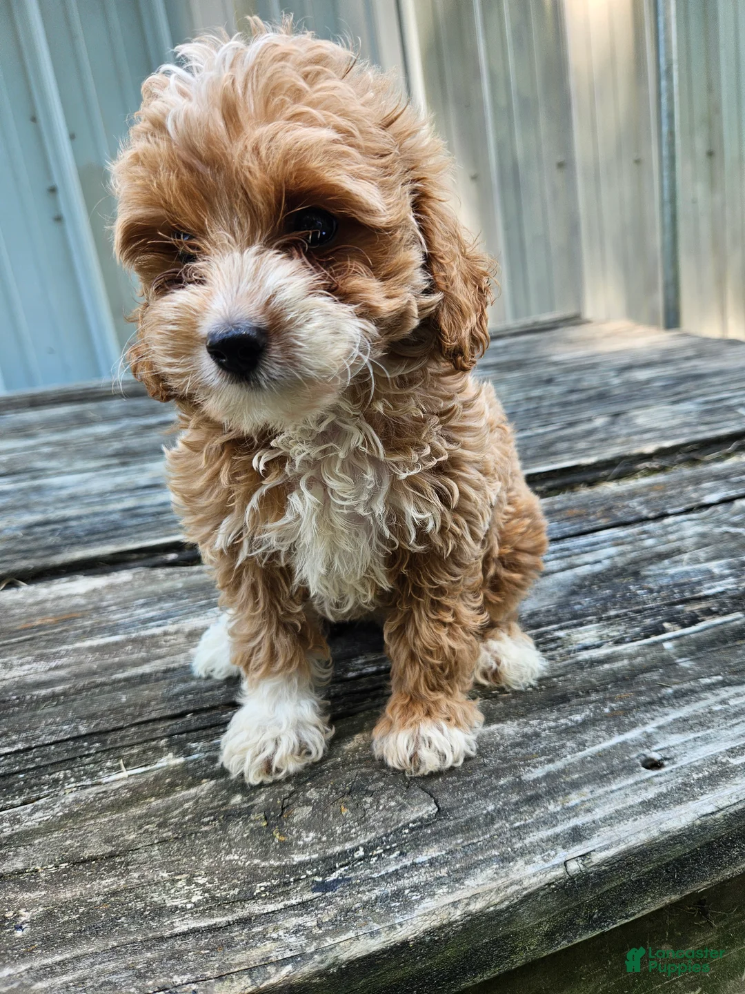 Mini Goldendoodle dogs for sale: Chloe - Ad 1