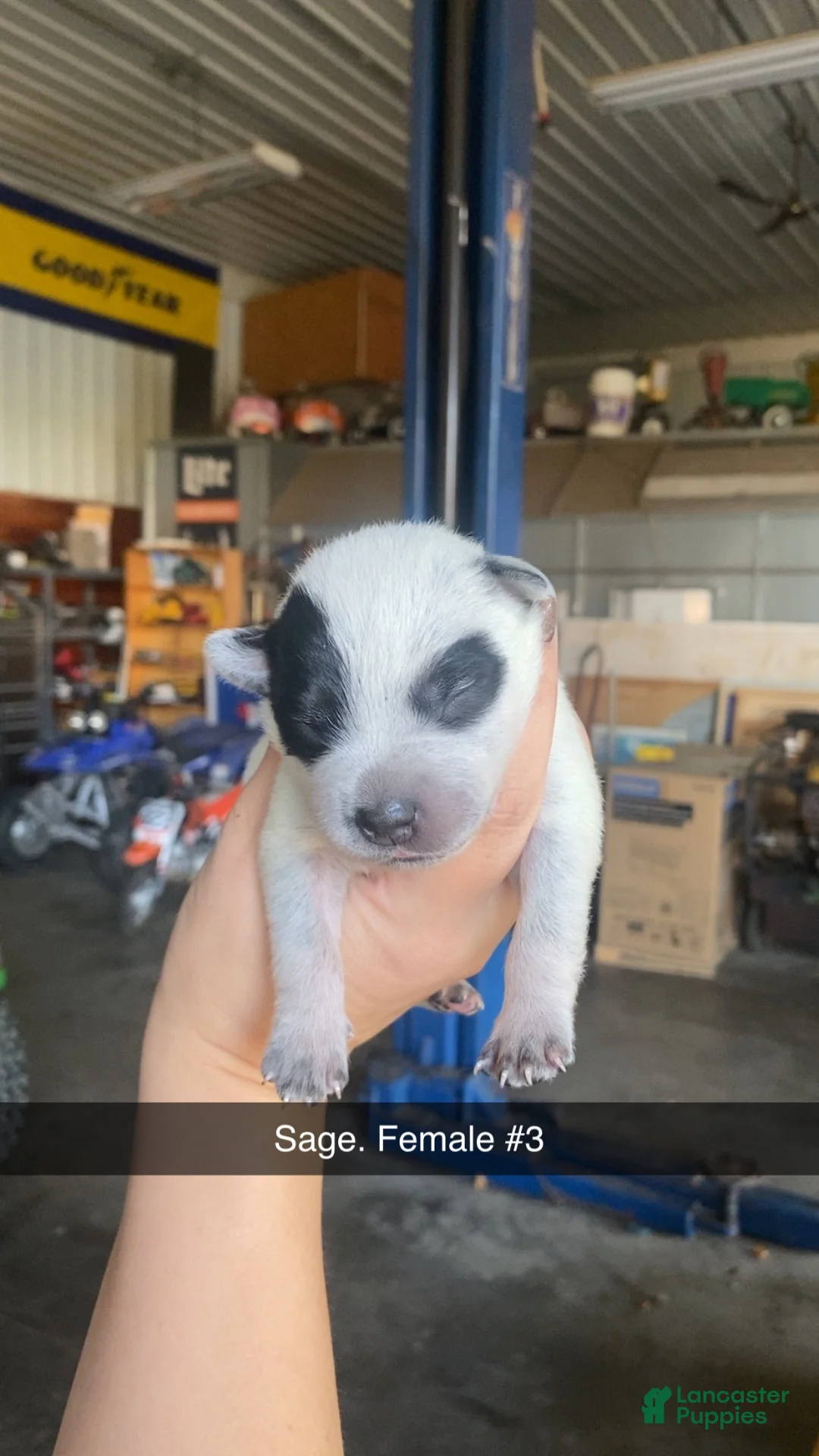 Australian Cattle Dog dogs for sale: Australian Cattle Dog 10 - Ad 1