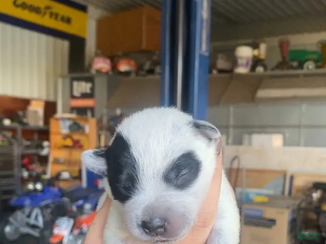 Australian Cattle Dog dogs for sale: Australian Cattle Dog 10 - Ad 13