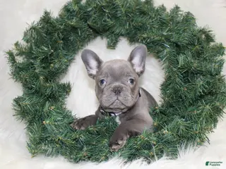 Mixed Breed dogs Ollie - Ad 3