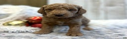 Goldendoodle dogs for sale: Alpha (Miniature Boy) - Ad 4