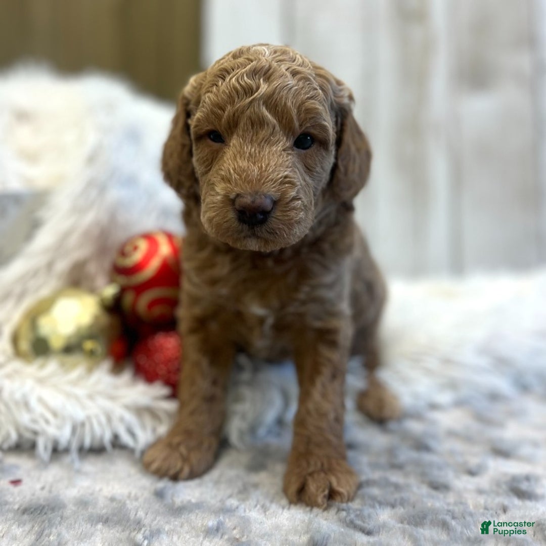 Goldendoodle dogs for sale: Alpha (Miniature Boy) - Ad 4