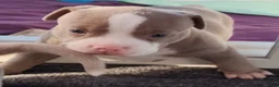 American Bully dogs for sale: American Bully 4  -Daisy - Ad 6