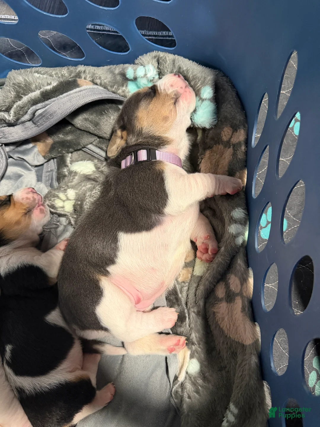 Basset Hound dogs for sale: Isabella- purple - Ad 2