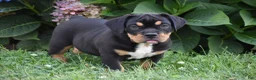 Beabull dogs for sale: Champ - Ad 8