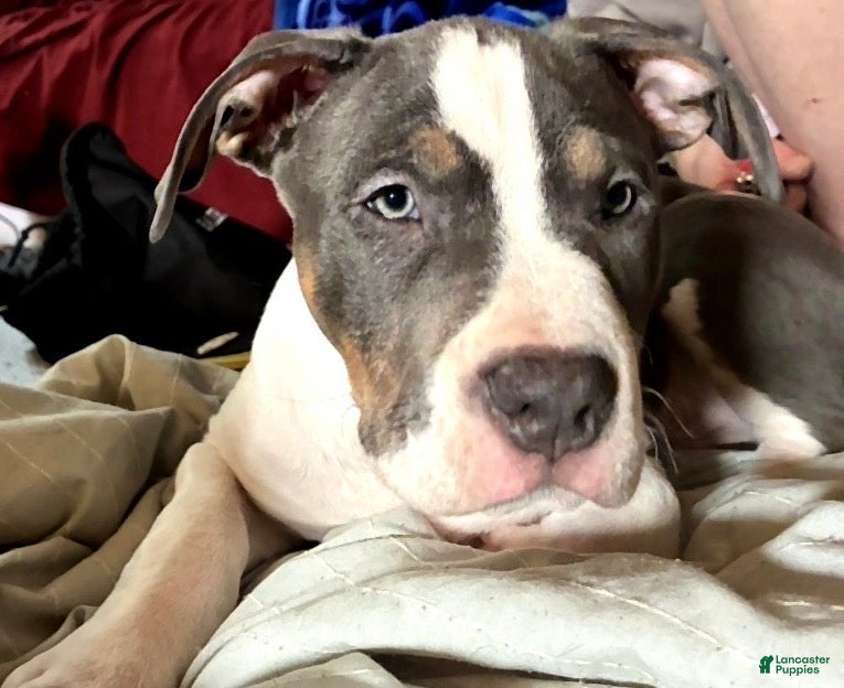 American Bully dogs Allister - Ad 1