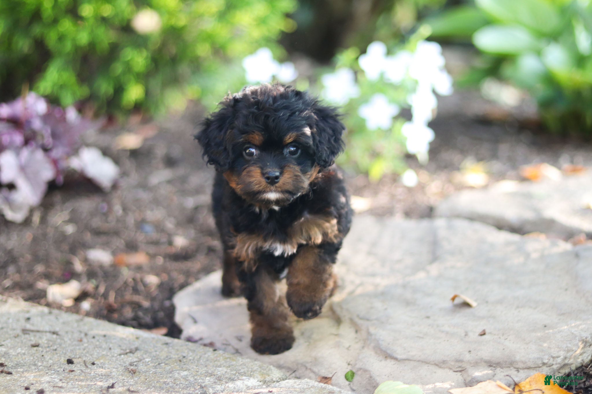 Cavapoo dogs Lulu - Ad 1