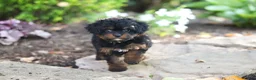 Cavapoo dogs for sale: Lulu - Ad 4
