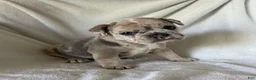 French Bulldog dogs for sale: Yuki - FEMALE - Ad 4