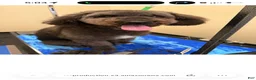 Labradoodle dogs for sale: Labradoodle 1 - Ad 4