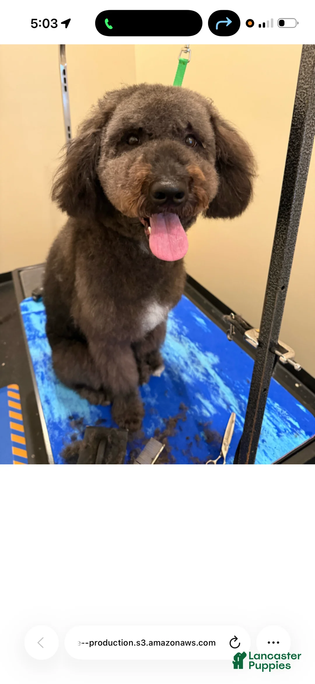 Labradoodle dogs for sale: Labradoodle 1 - Ad 4