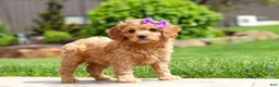 Cavapoo dogs for sale: Poppy - Ad 5