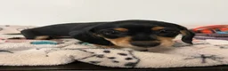 Miniature Dachshund dogs for sale: Mollie - Ad 3