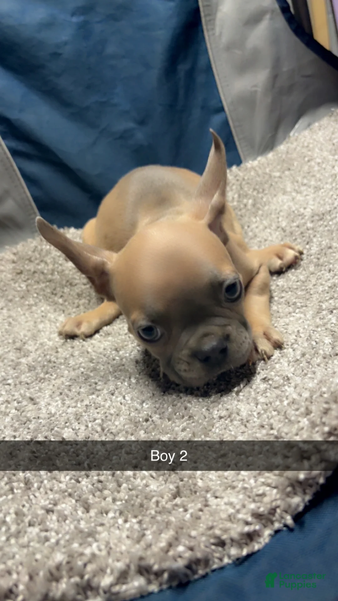 French Bulldog dogs for sale: French Bulldog Puppy 2 - Ad 2