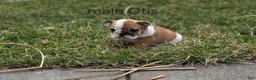 English Bulldog dogs for sale: English Bulldog Puppy 1 - Ad 2