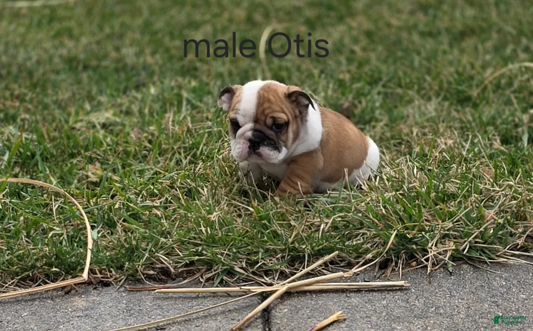 English Bulldog dogs for sale: English Bulldog Puppy 1 - Ad 2