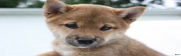 Shiba Inu dogs for sale: Kya  - Ad 3
